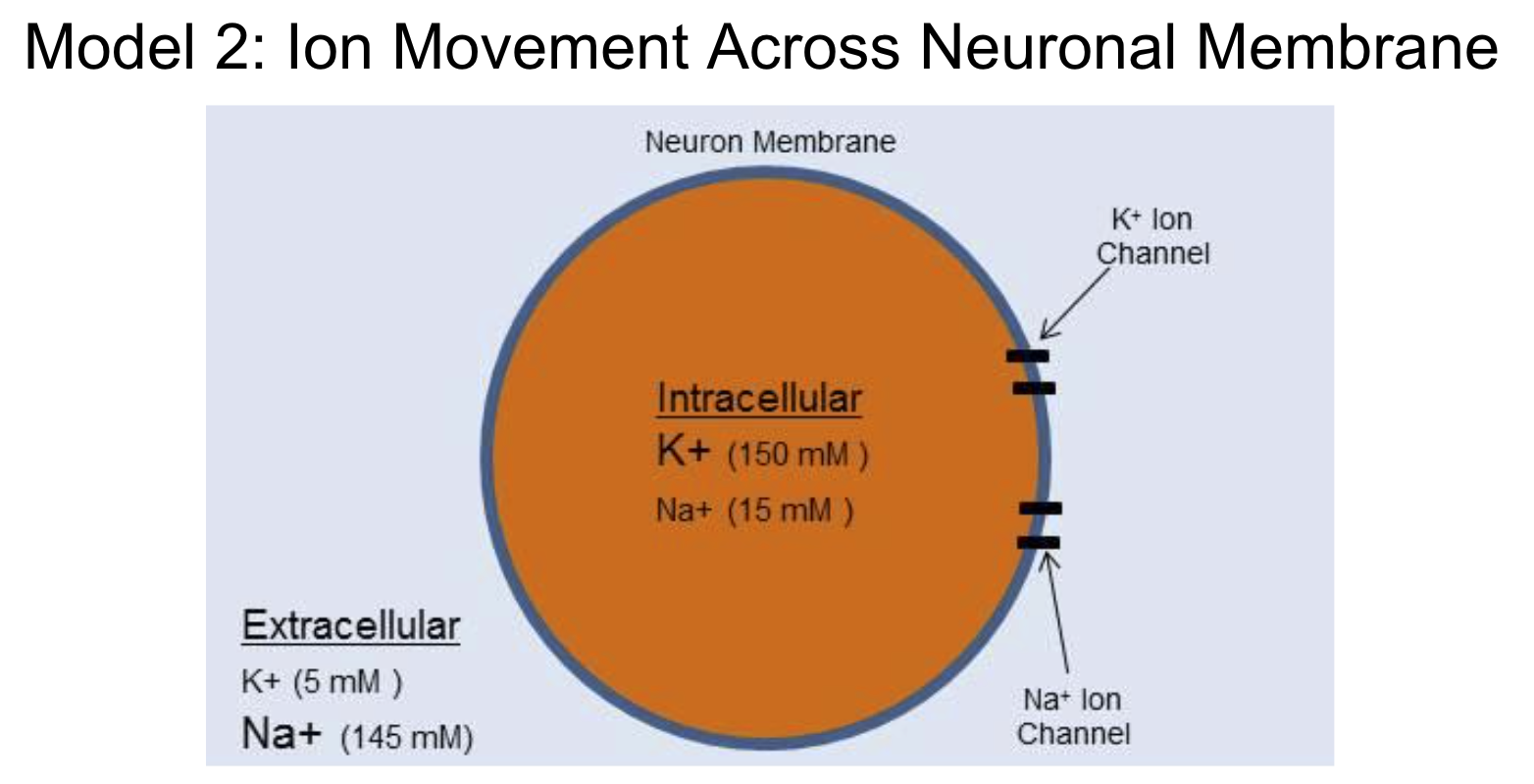 <p><span style="font-family: &quot;Helvetica Neue&quot;, sans-serif">Neurons use changes in membrane potential as communication signals (nerve impulses). The RMP changes are due to ions crossing the plasma membrane through specific ion channels.</span></p>
