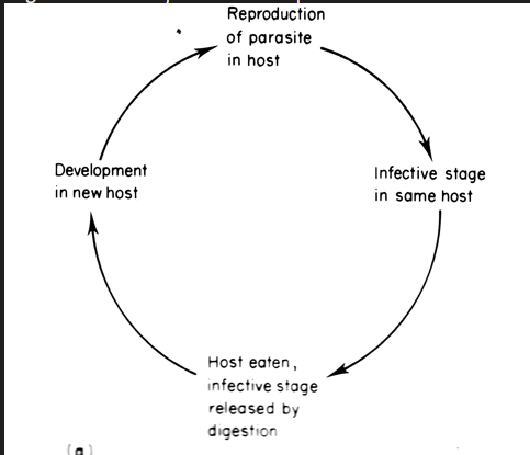 <p>parasite is never exposed to the external world and completes its development and reproduction in a single host - transmission is by predation /scavenging - rare </p><p>eg thricinella spiralis - the spiral threadworm infects host when infected meat is eaten</p>