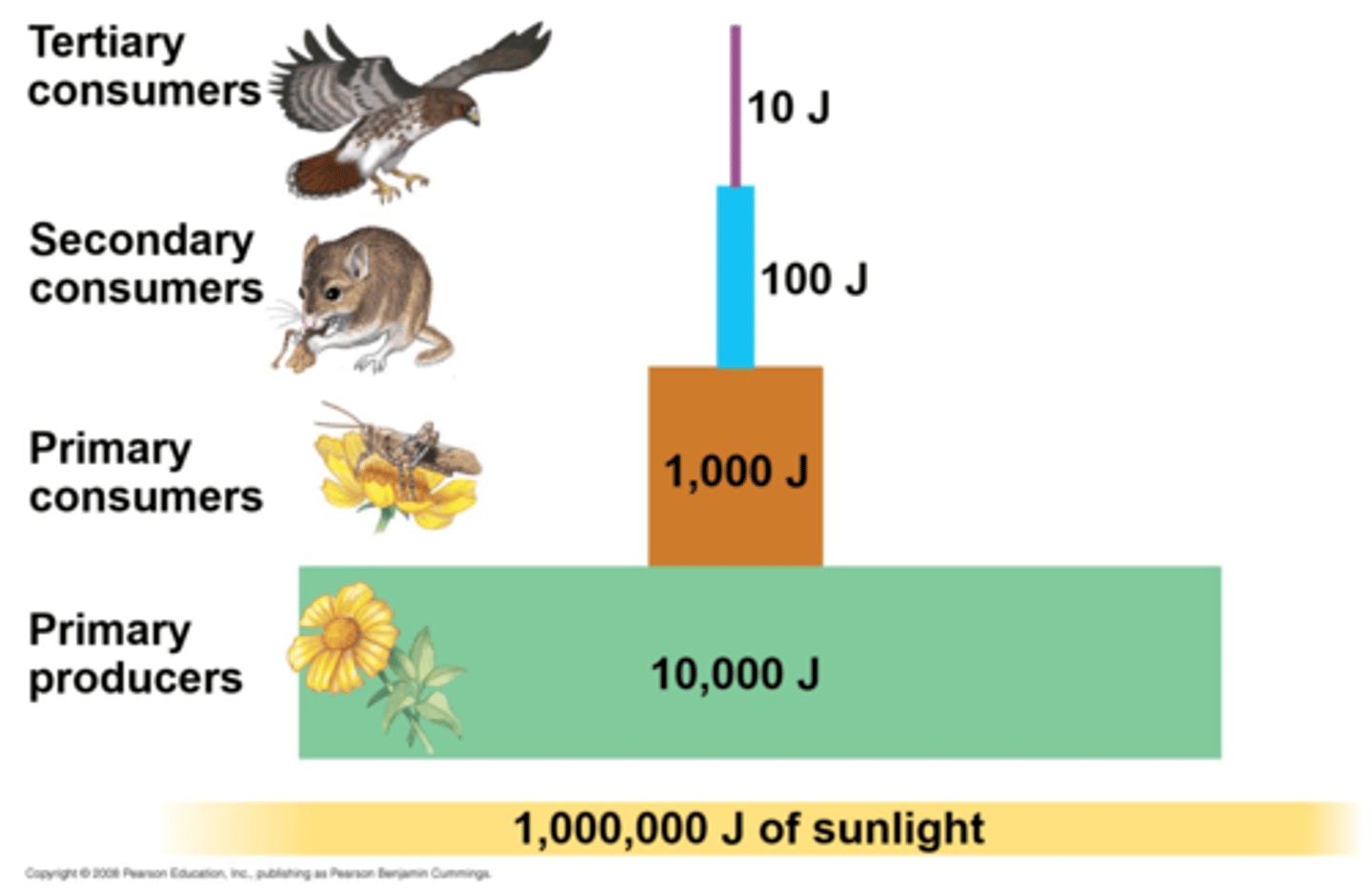 <p>shows the flow of energy( rate at which stock is being generated) through each trophic level of a food chain over a period of time. it is meausre in units of flow, joules(gm2, yr-1, jm2)</p>