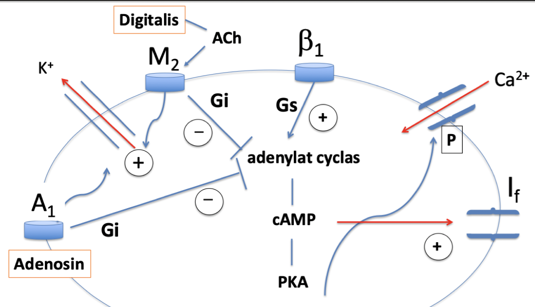 <p><strong>Digitalis</strong>: aktiverar M<sub>2</sub>-receptorer.</p><p><strong>Adenosin</strong>: aktiverar A<sub>1</sub>-receptorer. Samma som vagal manöver. Adenosin frisätts naturligt från kardiomyocyterna vid högre <em>metabol aktivitet</em> eller <em>hypoxi</em>. </p><p>Båda kommer inhibera AC vilket minskar cAMP och PKA → ingen stimulering av I-funny current.</p>