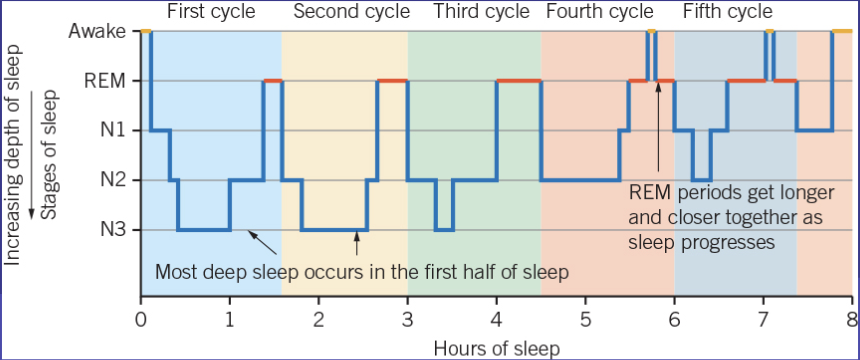 <p><span>A hypnogram is a line graph of a person’s sleep mapped over time.</span></p><ul><li><p><span>displays the patterns of a sleep episode, with a typical night’s sleep for an adult consisting of five sleep cycles featuring REM and NREM sleep.&nbsp;</span></p></li><li><p><span>Time (in terms of the time of a 24-hour day or hours since attempting to sleep) is plotted on the horizontal x-axis. The types and stages of sleep are shown on the vertical y-axis, with wakefulness at the top and deepest sleep at the bottom.&nbsp;</span></p></li><li><p><span>Therefore, a hypnogram shows how a person’s sleep progresses through several sleep cycles consisting of REM sleep and the three stages of NREM sleep, over the course of a night.</span></p></li></ul><p></p>