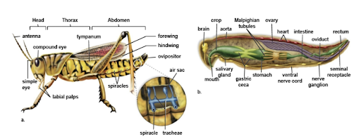 What are the  basic parts of an insect?