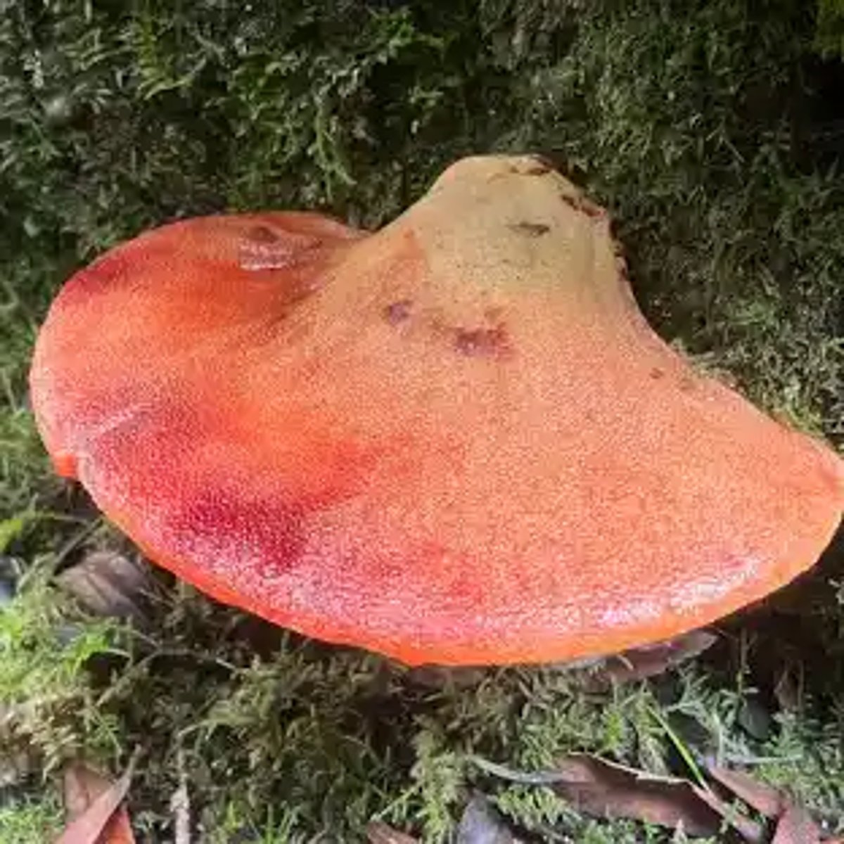 <p>ozorek dębowy to</p>