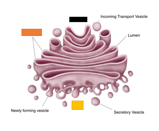Label the 3 structures covered in the Golgi