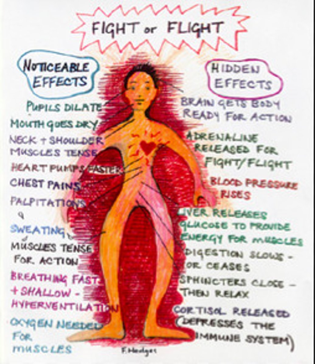 <p>The portion of the autonomic nervous system that is aroused in response to stress. It is responsible for creating the fight-or-flight response, including raising heart rate and blood pressure and suppressing digestive activity.</p>