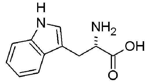 <p>Amino Acid </p>