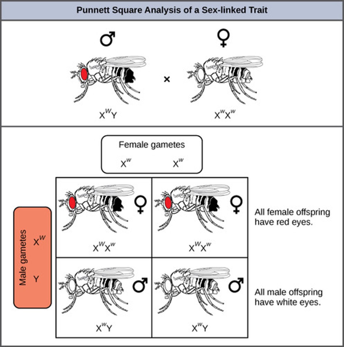 <p>sex-linked gene</p>