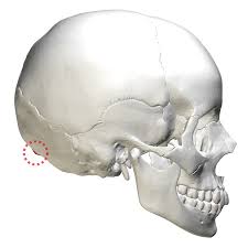 <p>a swelling, such as the occipital protuberance</p>