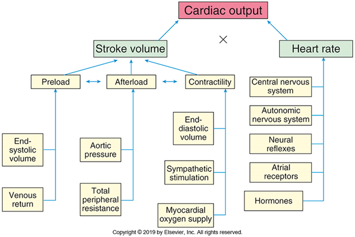 <ul><li><p>CO = the heart’s pumping output (L/min) normal = 5-6 L/min </p><ul><li><p>CO = SV x HR </p></li></ul></li><li><p><strong>Stroke volume</strong> = how much the heart beats out&nbsp;in each beat (mL/beat) </p><ul><li><p><strong>Preload</strong> - initial stretch, fullness before contraction</p><ul><li><p>End-systolic volume = whats left after systole</p></li><li><p>Venous return = amount of blood back to body</p></li><li><p>How much in ventricle</p></li><li><p>Increased preload = increases stroke volume</p></li><li><p>Vasodilation = decreases preload</p></li><li><p>Hypervolemia increases&nbsp;</p></li></ul></li><li><p><strong>Afterload</strong> - resistance (hypertension, vasoconstriction) heart overcome to eject blood to body</p><ul><li><p>Total peripheral resistance</p></li><li><p>Aortic pressure</p><ul><li><p>Aortic stenosis can increases</p></li></ul></li><li><p>Increases cardiac workload&nbsp;</p></li><li><p>Increases ventricular wall tension (impact ejection fraction)&nbsp;</p></li></ul></li><li><p><strong>Contractility</strong> = how strong the heart beats</p><ul><li><p>End-diastolic volume = whats left after diastole</p></li><li><p>Sympathetic stimulation (more forceful)</p></li><li><p>Myocardial oxygen supply (more O2 = more force)</p></li></ul></li></ul></li><li><p><strong>Heart rate</strong> - beats per minute </p><ul><li><p>CNS - pons and medulla regulate the rate and rhyth, </p></li><li><p>ANS = SNS (raises HR) and PNS (lowers HR) </p></li><li><p>Neural reflexes = startle reflex (jump in heart rate)</p></li><li><p>Barorecptors = increased stretch = PNS = decreases heart rate = vasodilation</p></li><li><p>Atrial receptors = stretch receptors = speed up heart rate to prevent pooling</p></li><li><p>Hormones</p><ul><li><p>Epipinephrine</p></li><li><p>Thyroid = too much = tachycardic&nbsp;</p></li></ul></li></ul></li></ul><p></p>