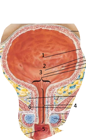 <p>Podaj nazwy struktur pod numerami 1-6</p>