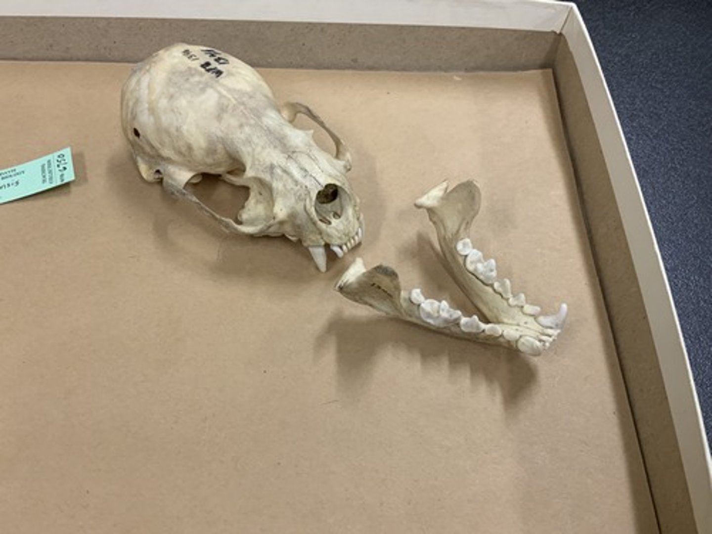 <p>Genus, species</p><p>-3/3 I</p><p>-4/3 PM</p><p>-blocky skull and wide, flat molars</p>