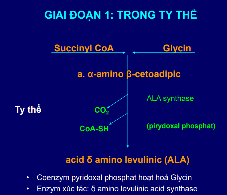 <p>Tiền chất là Succinyl-CoA và Glycine</p><p>Enzyme ALA synthase với CoE pirydoxal phosphat</p><p>Pirydoxal phosphat hoạt hóa glycine giúp ALA synthase xúc tác tạo ALA</p>