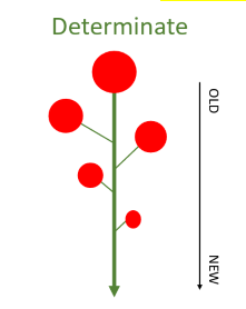 <p>Determinate growth</p>