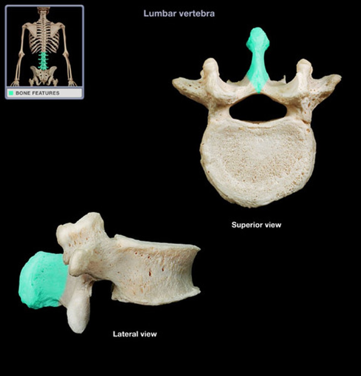 <p>the part of the vertebra that projects dorsally, and you can feel it</p>