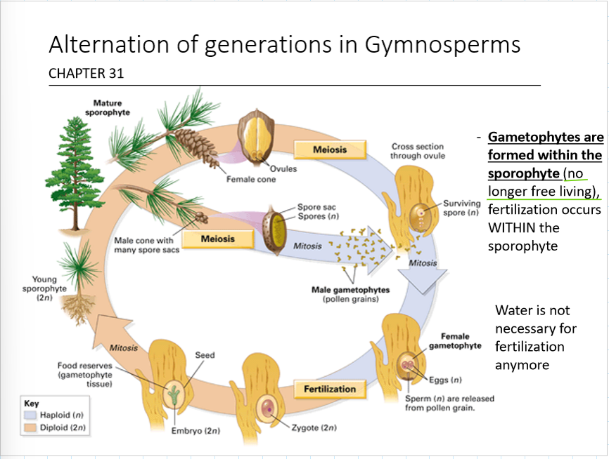 <p>gametophytes are formed within the sporophyte (no longer free-living)</p><p>fertilization occurs within the sporophyte</p><p>water is not necessary for fertilization anymore</p>