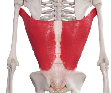 <p>origin: vertebral part: T7-T12, costal part: ribs 9-12, posterior part of iliac crest </p><p>insertion: intertubecular part of humerus between pectoralis major and teres major </p><p>function: adduction and extension of shoulder joint and arm </p>