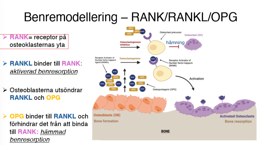 <ul><li><p><strong>RANK: Receptor Activator of Nuclear Factor-Kappa B</strong></p><ul><li><p>Receptor på osteoklasternas yta</p></li></ul></li><li><p><strong>RANKL: Receptor Activator of Nuclear Factor-Kappa B<br>Ligand</strong></p><ul><li><p>RANKL binder till RANK: Aktiverad benresorption</p></li><li><p>Osteoblasterna utsöndrar RANKL och OPG</p></li></ul></li><li><p><strong>OPG: Osteoprotegerin</strong></p><ul><li><p>OPG binder till RANKL och förhindrar det från att binda till RANK: hämmad benresorption</p></li></ul></li></ul><p>Odontoblaster styr remodellering genom att producera både RANKL och OPG</p><p></p>