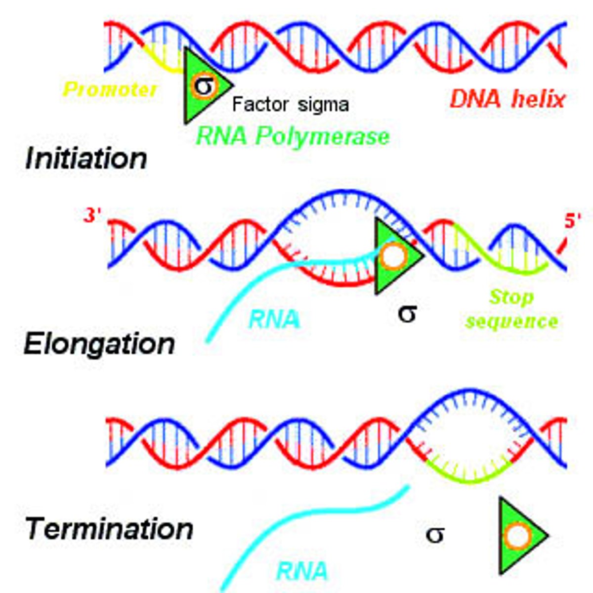 <p>initiation, elongation, termination</p>