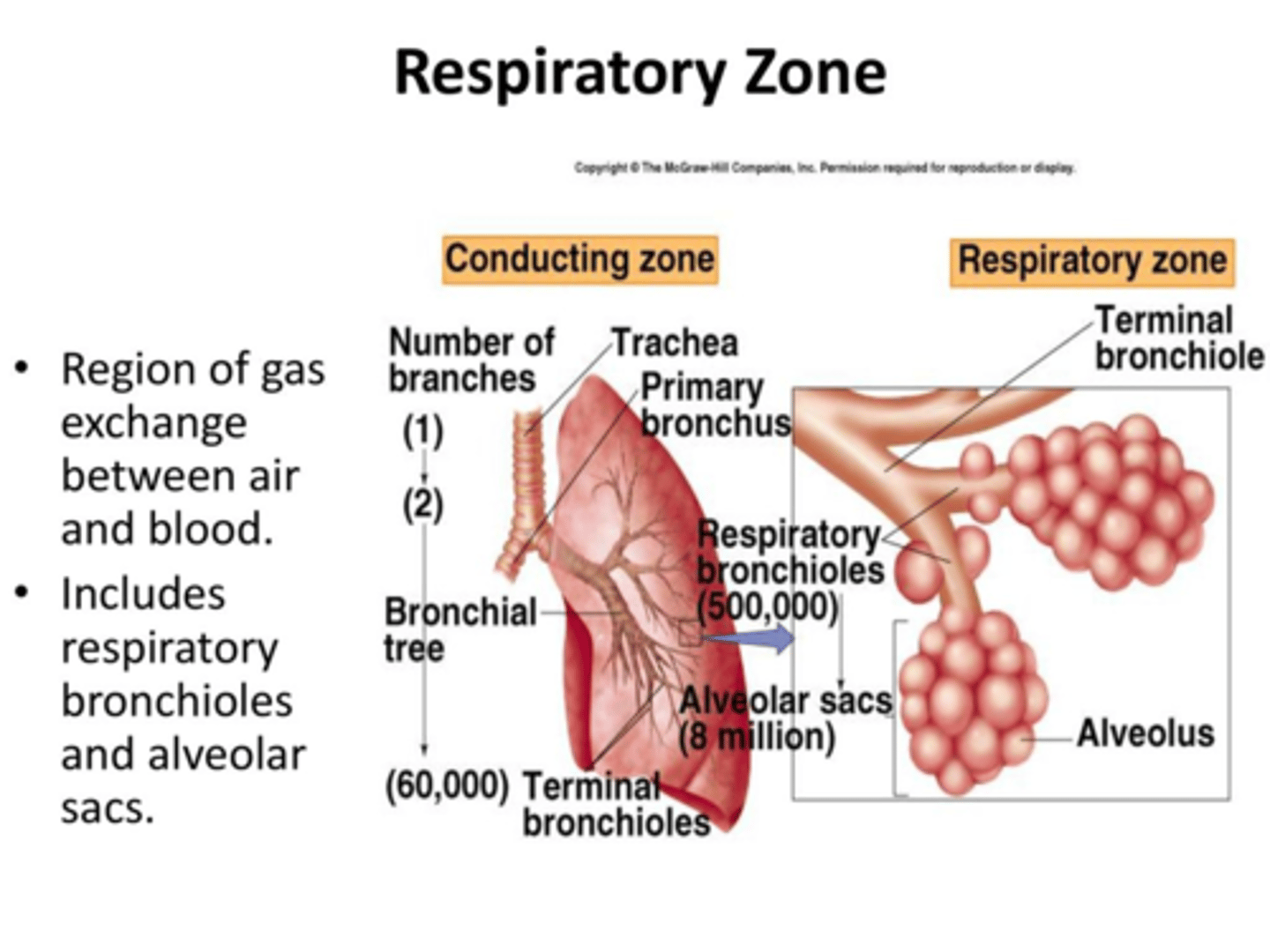 <p>-trachea</p><p>-primary, secondary, tertiary bronchi</p>