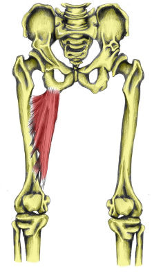 Origin: inferior ramus of pubis
Insertion: linea aspera of femur
Action: adduction