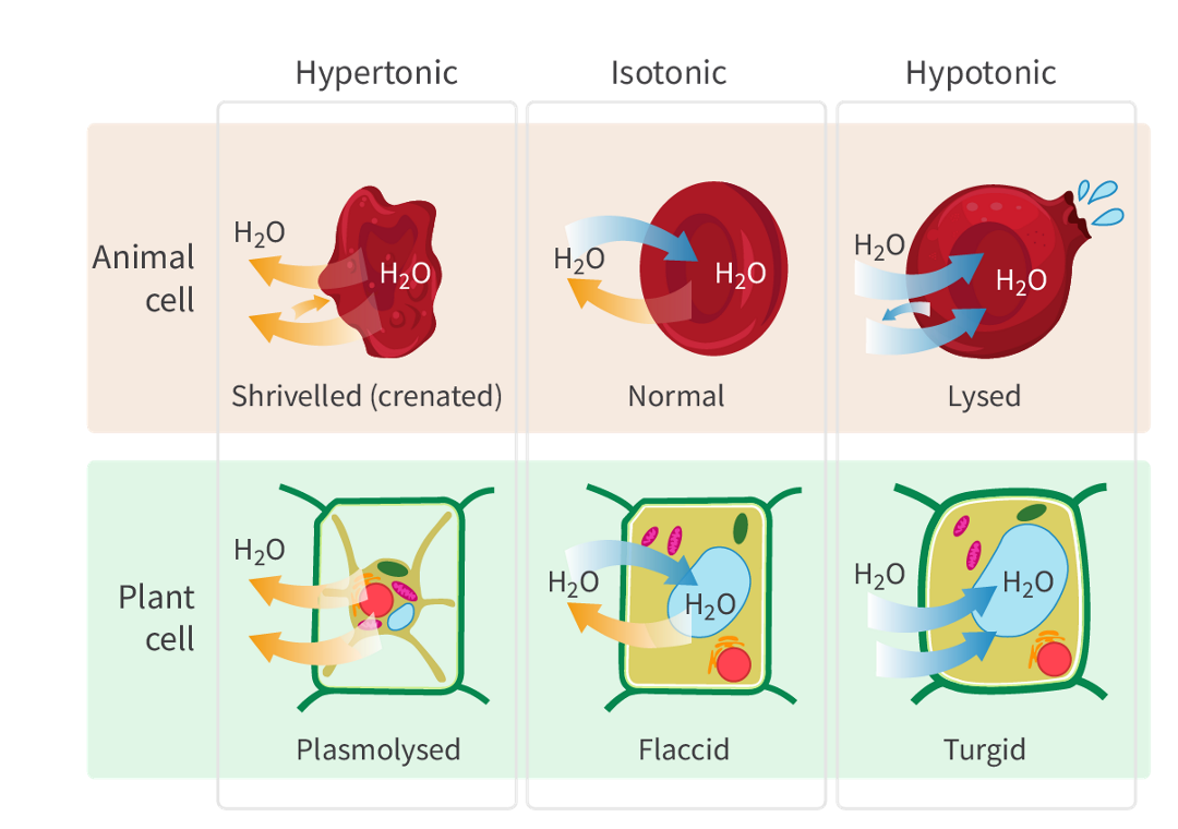 <ul><li><p>when it has a<strong> lower solute concentration </strong>compared to another solution.</p></li><li><p>there is a<strong> lower osmotic pressure,</strong> and water tends to move into cells or organisms from the hypotonic solution.</p></li></ul>