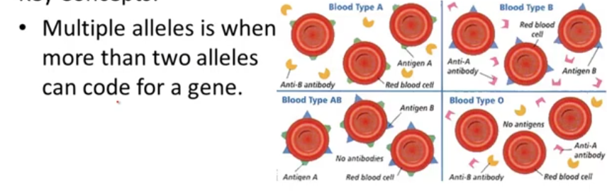 <p><span><span>the presence of three or more alternative forms of a gene that can occupy the same locus on a chromosome. This happens to a whole population, not just one individual.&nbsp;</span></span></p>