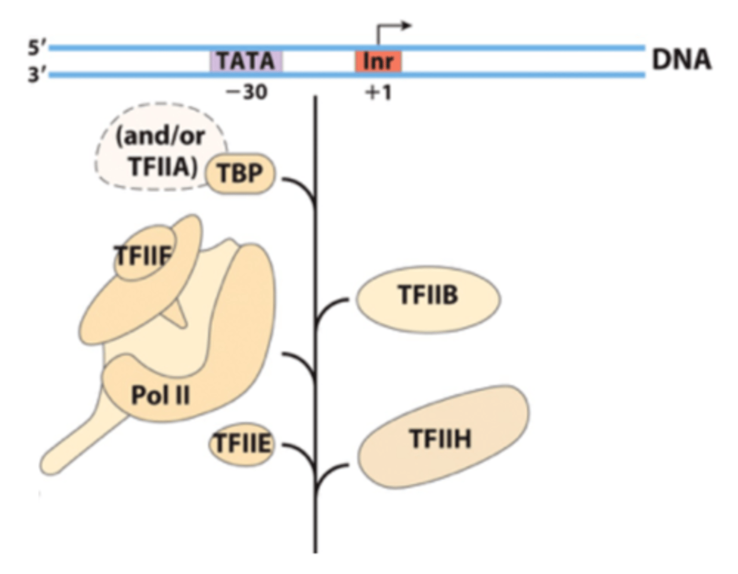 <p>Plays a role in the formation or the maintenance (or both) of the open complex.</p><p>----------------------</p><p>It may exert its effects by facilitating the binding of TFIIH to RNA polymerase II and regulating the activity of TFIIH.</p>