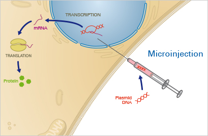 <p>A genetic engineering process where a very fine needle is used to directly insert DNA into single cells, especially the pronucleus of a fertilized embryo.</p>