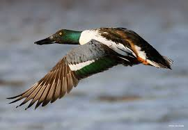 <p>Spatula clypeata</p>