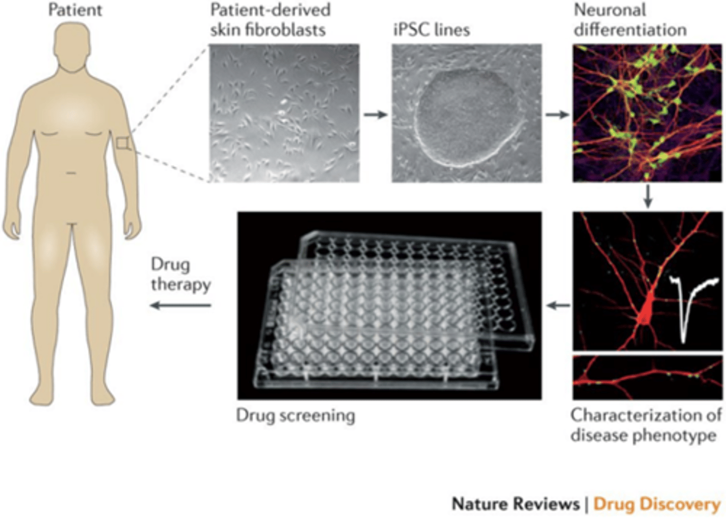 <p>induced pluripotent stem cells (iPSC):<br>§ Patiënt en gezonde controle, fibroblasten uit huid pakken, kweken, iPSC lines van maken, differentiëren naar corticale neuronen, drug screening, drug therapy</p>