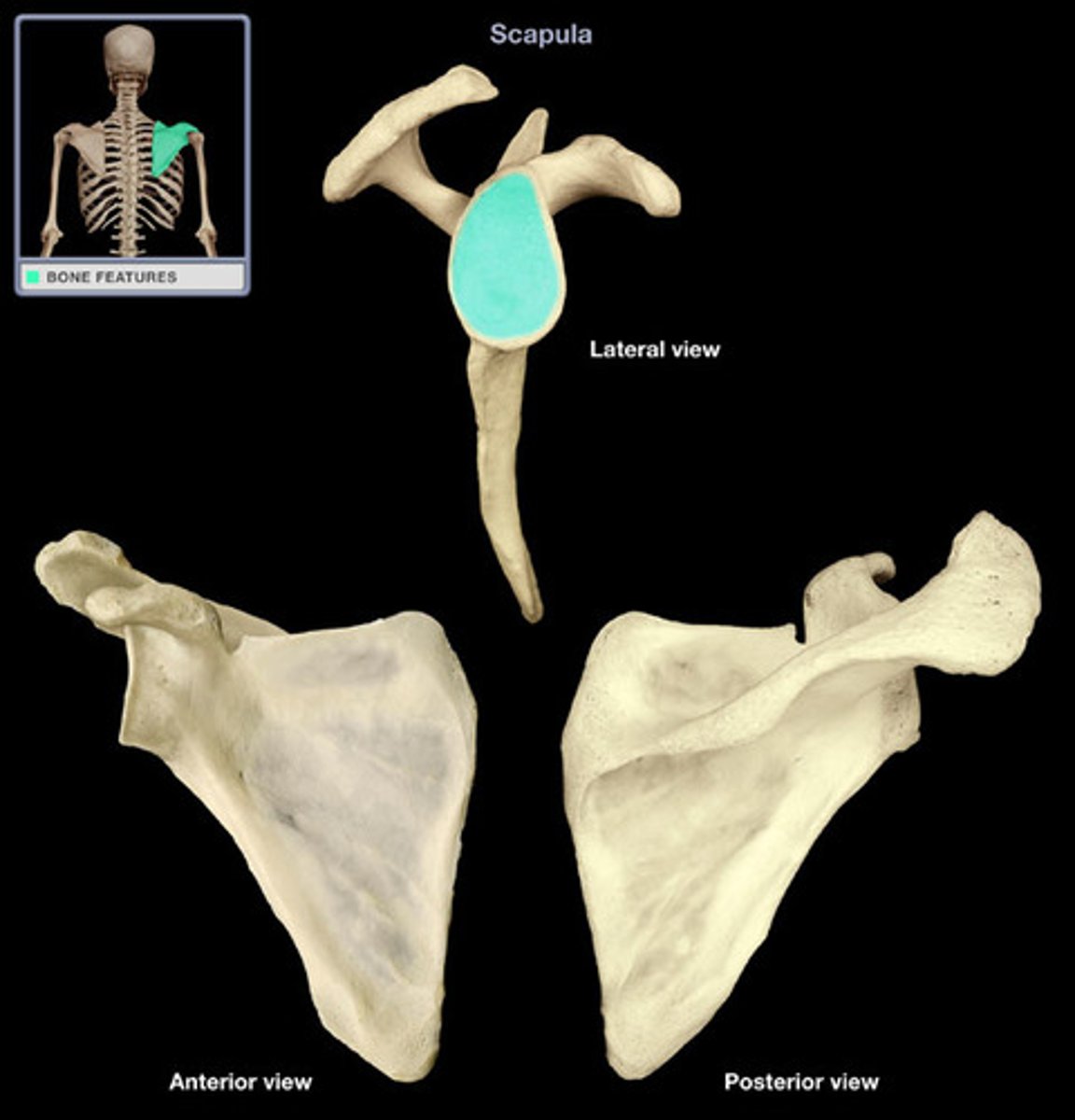 <p>articulates with head of humerus</p>