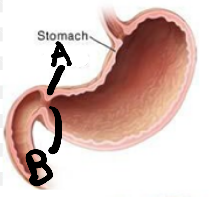 <p>the hole that is closed and opened by the pyloric sphincter, B</p>