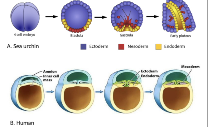 <p>radical cell movements reposition cells in the three germ layers to generate a multi-layered organism</p>