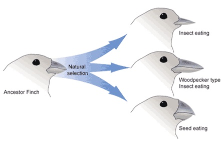 <p><span>evolutionary process that leads to the formation of new species. When a group within a species separates from the rest and develops unique characteristics based upon a new environment.</span></p>