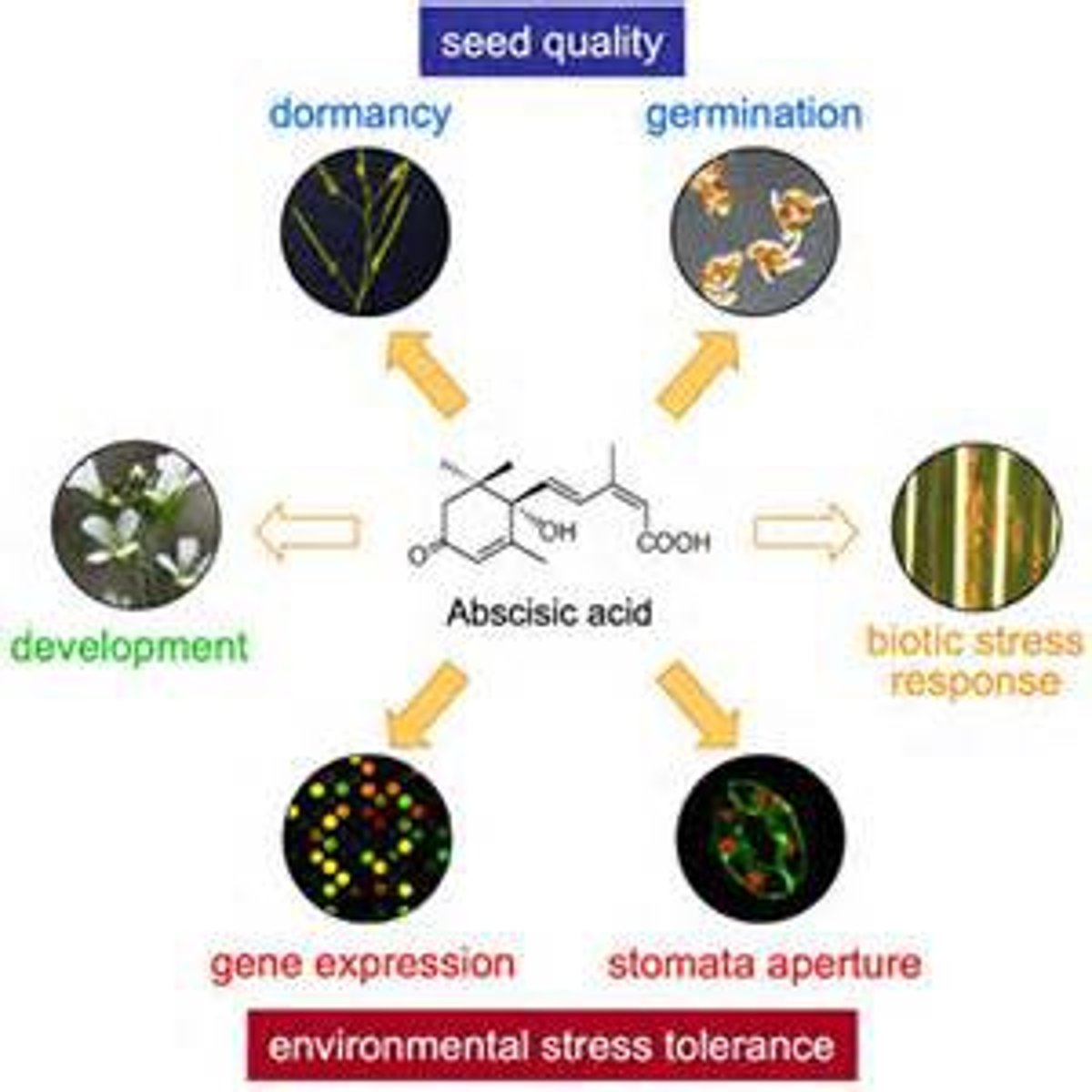 <p>-also called ABA</p><p>-causes leaves to drop (abscission)</p><p>--&gt; higher ABA levels in stressful environments and inhibits growth</p><p>--&gt; ABA also inhibits stem elongation and induces dormancy in seeds</p>