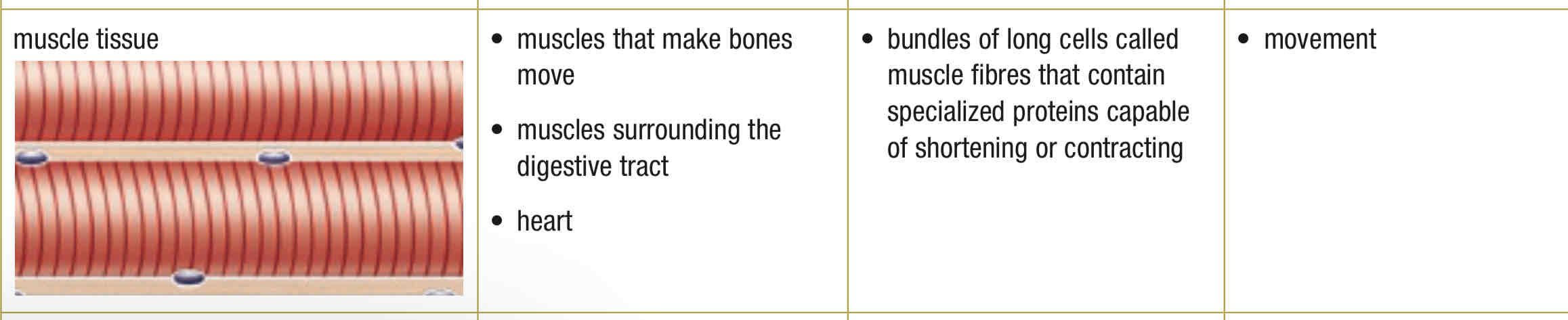 <p>Muscle make bones move, surrounding digestive tract, the heart, for movement, designed to change shape by shortening/lengthening</p>