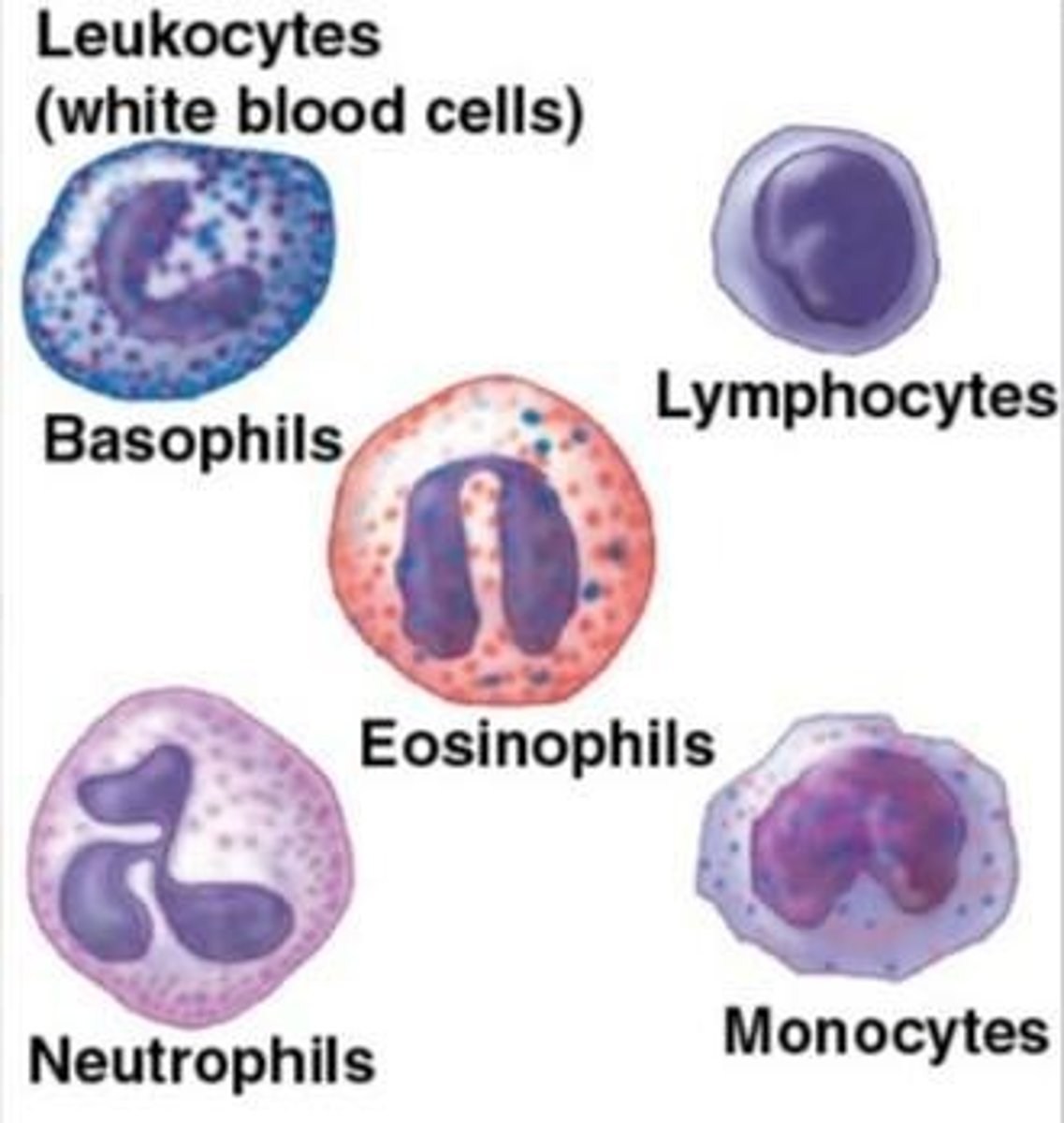 <p>Monocytes, Lymphocytes, Basophils, Eosinophils, Neutrophils</p>