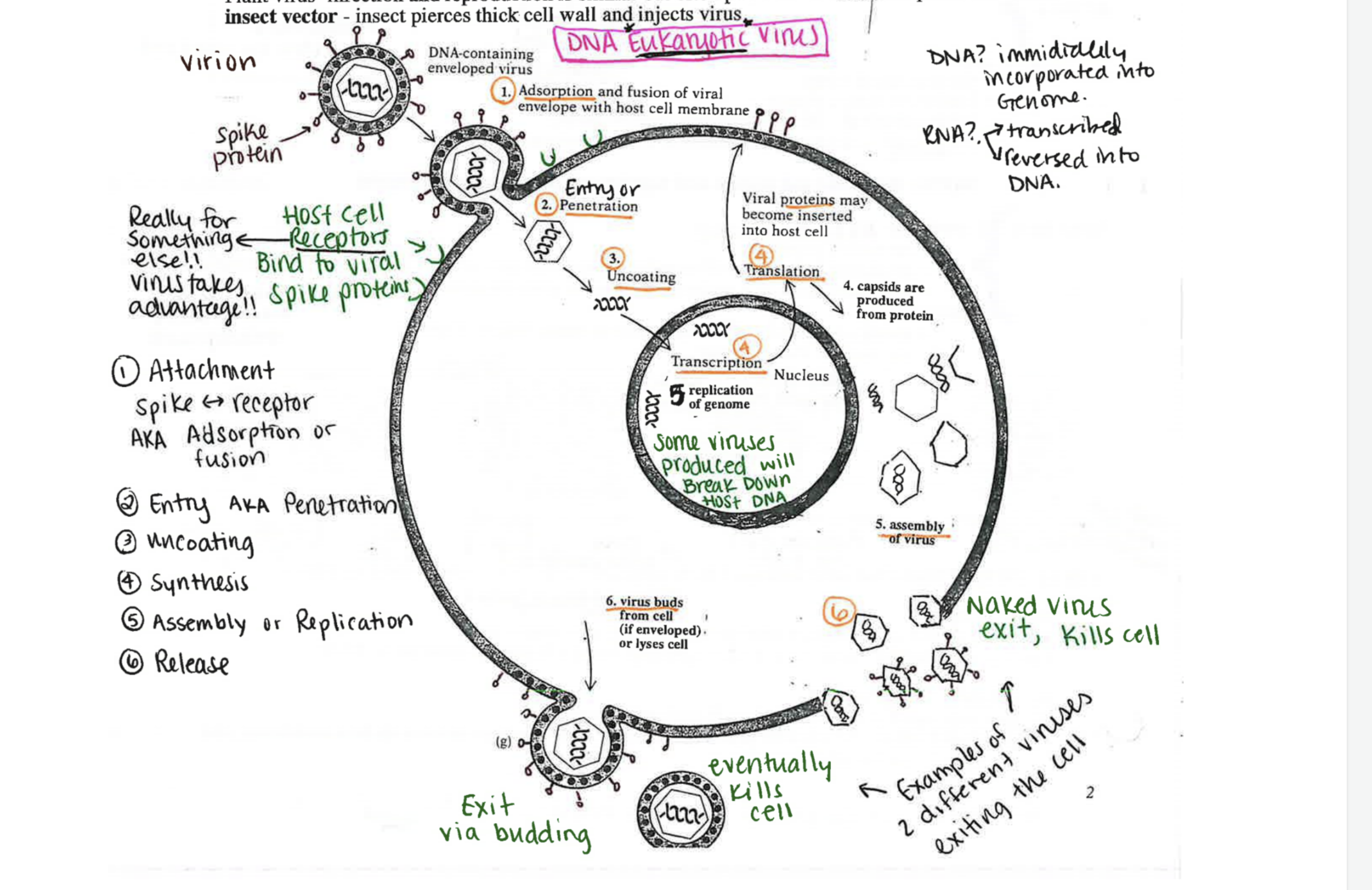 <ol><li><p><strong>Adsorption</strong></p></li><li><p><strong>penetration</strong></p></li><li><p><strong>uncoating</strong></p></li><li><p><strong>synthesis</strong></p></li><li><p><strong>assembly</strong></p></li><li><p><strong>release</strong></p></li></ol><p>ACRONYM TO REMEMBER: APUSAR</p><p></p>