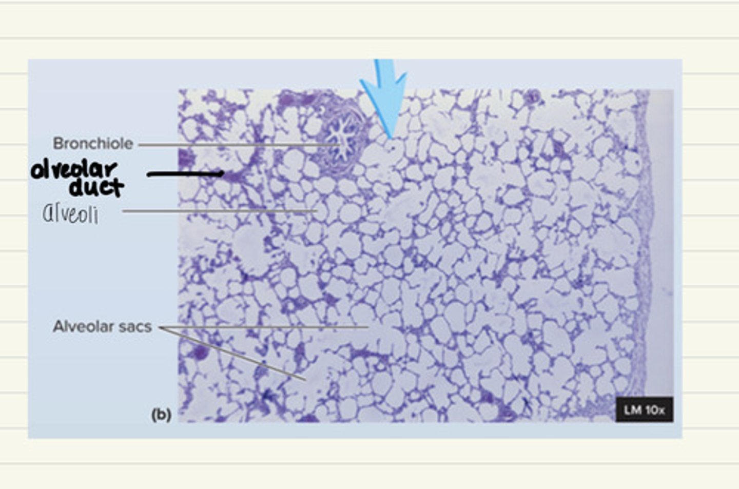 <p>i. Bronchioles</p><p>ii. Alveolar duct</p><p>iii. Alveolar sac</p><p>iv. Alveoli</p><p>v. Simple squamous epithelium</p><p>vi. Type I pneumocytes</p><p>vii. Type II pneumocytes</p>