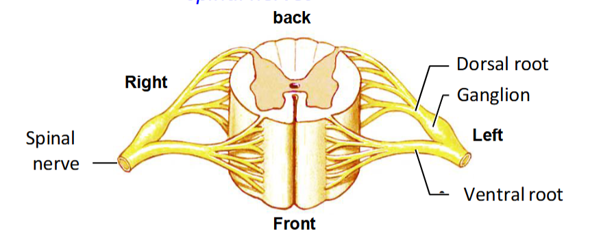 <p>31 segments → each has a pair of spinal nerves on the right and left side → each nerve has a dorsal root → each dorsal root carries afferent signals which are the incoming sensory ones → the dorsal root ganglion has the cell bodies of the neurons that carry those signals. </p><p>each spinal nerve also has a ventral root → ventral root carries the efferent signals which are the outgoing ones that the CNS is sending to the body like the motor signals </p><p>Dorsal root is in the back, ventral root is in the front.</p><p>Set up in a butterfly shape.</p><ul><li><p>Gray matter in the middle</p></li><li><p>Dorsal horn on the upper side on each side</p></li><li><p>Ventral horn on the lower side on each side. </p></li></ul><p></p>