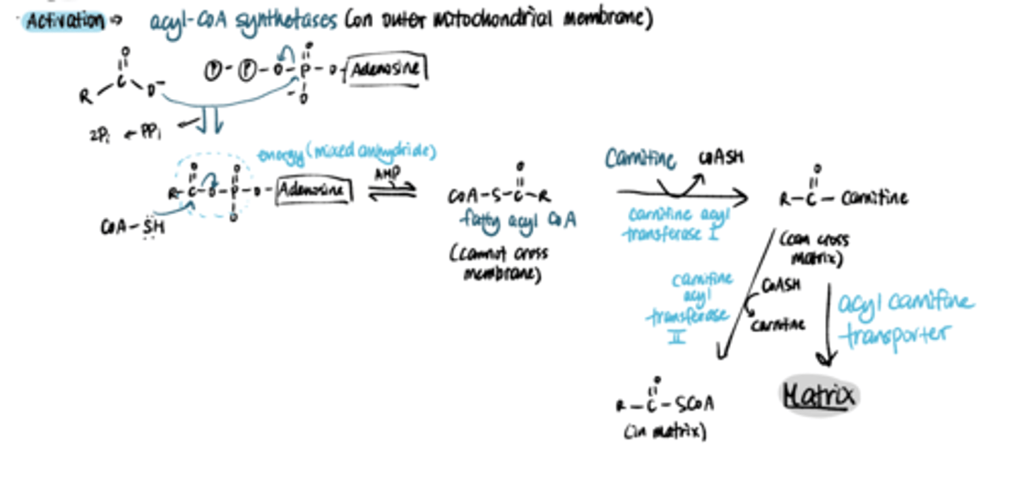 <p>carnitine shuttles</p><p>fatty acyl-CoA (made on outer mitochondrial membrane) cannot cross matrix membrane) converted into carnitine acyl group by carnitine acyl transferase I (can cross matrix; antiport of acyl carnitine in and carnitine out)</p><p>- converted back to fatty acyl-Coa by carnitine acyl transferase II</p>