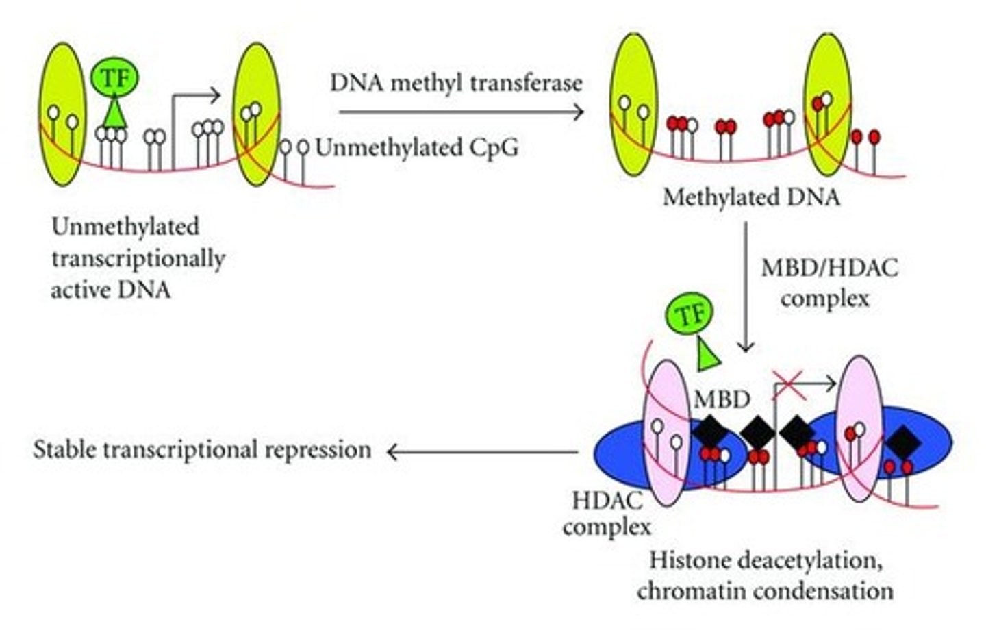 <p>Methylation affects DNA transcription directly by impeding the binding of transcriptional proteins on the genes.</p><p>Methylation can affect DNA transcription indirectly by attracting proteins called methyl cpg-binding domain proteins (MBDs), which recruit additional chromatin remodeling proteins such as histone deacetylases (HDACs) to the gene site, resulting in the condensation of the chromatin into heterochromatin.</p>