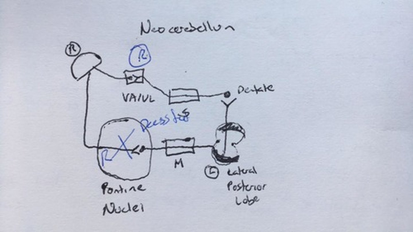 <p>Fibers from spinal cord and brainstem enter and synapse in both cerebellar deep nuclei and cerebellar cortex</p><p>Purkinje cells in the cortex send axons to the deep nuclei, modulating the output of the nuclei</p><p>Deep nuclei send fibers out of the cerebellum to the brainstem and thalamus</p>