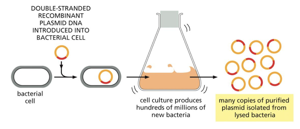 <p>to insert the plasmid into cells where the ells with divide and the plasmid will replicate on its own. </p>