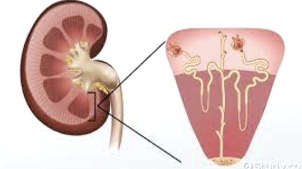 <p>The base (wider end) faces the renal cortex &amp; the renal papilla (narrower end) faces the renal hilum. </p>