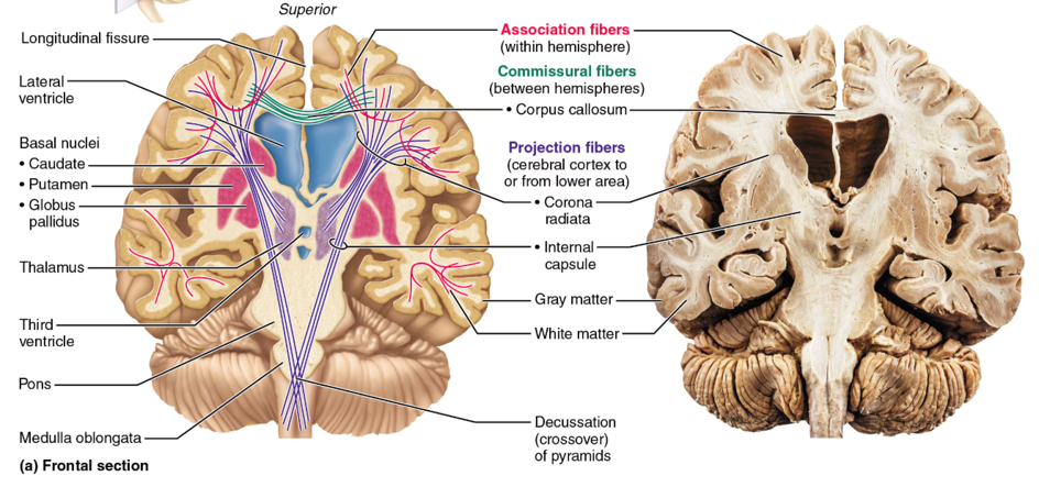 <p>cerebrum (outer shell of brain): cerebral cortex (grey matter), fibers (white matter), and basal nuclei</p>