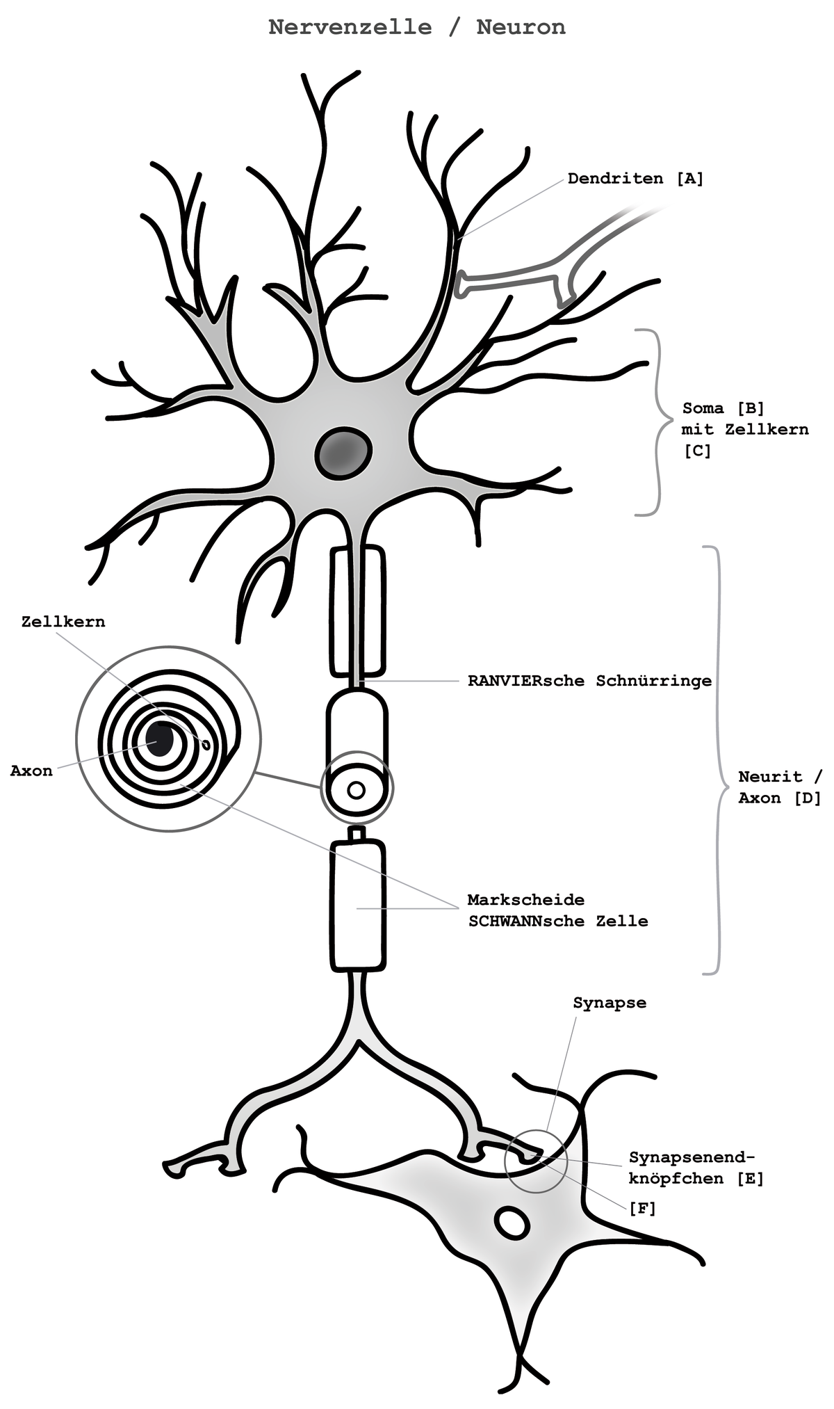 <p>A <strong>„dendritisches Axon“</strong> ist ein <strong>peripherer Fortsatz pseudounipolarer Neuronen</strong> (z. B. Nozizeptoren), der:</p><p class="p2"></p><ul><li><p class="p1"><strong>morphologisch</strong> ein Dendrit ist (endet in der Peripherie),</p></li><li><p class="p1">aber <strong>funktional wie ein Axon</strong> wirkt, da er <strong>aktiv Aktionspotenziale leitet</strong>,</p></li><li><p class="p1">und somit den <strong>Soma elektrisch umgeht</strong>.</p></li></ul><p></p><p class="p3"></p><p class="p4"><strong>Fazit:</strong> Ein „dendritisches Axon“ ist ein <strong>dendritischer Fortsatz, der sich wie ein Axon verhält</strong> – typisch für sensorische Neurone wie Nozizeptoren.</p>