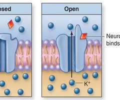<p>sodium channels that open when a neuron is stimulated by a neurotransmitter or a sensory receptor</p>