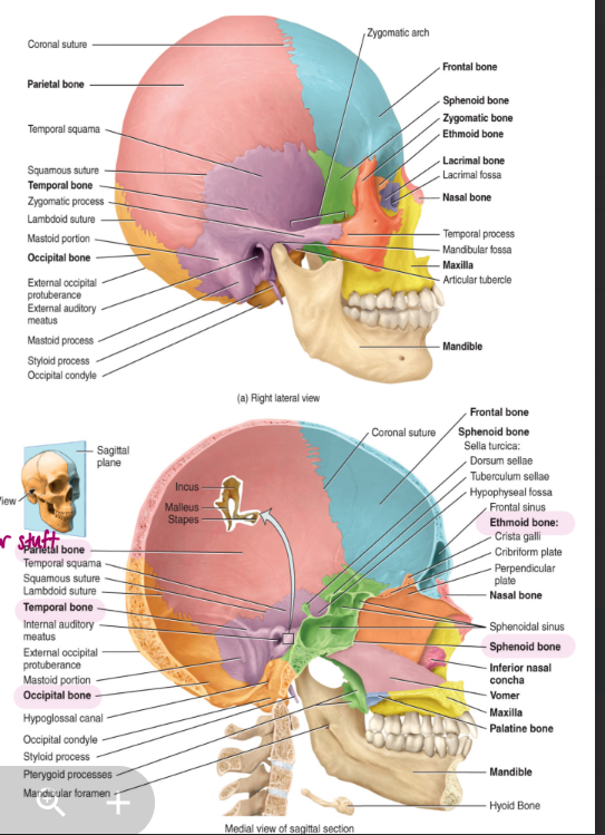 <p>i. cranium</p><ul><li><p>encages the brain</p></li><li><p>8 bones that function to protect the brain</p></li><li><p>1 frontal bone</p></li><li><p>2 parietal bones</p></li><li><p>2 temporal bones</p></li><li><p>1 occipital bone (if damage could loose vision and worse)</p></li><li><p>1 sphenoid bone (connected in middle as it shows on both sides, unpaired)</p></li><li><p>1 ethmoid bone: superior and middle nasal conchae</p></li></ul><p>in babies there is more flex in the cranium so they can actually be birthed</p><p></p>