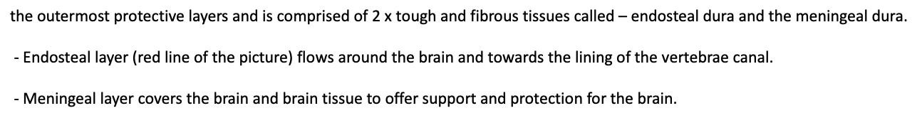 The outermost protective layers and is comprised of 2 tough and fibrous tissues called – endosteal dura and the meningeal dura
